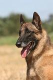 MALINOIS 958